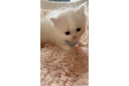 成約済の千葉県のスコティッシュフォールド-103758の6枚目