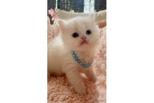 成約済の千葉県のスコティッシュフォールド-103758の1枚目