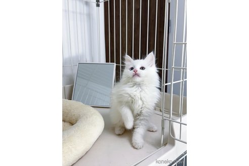 成約済の京都府のノルウェージャンフォレストキャット-103760の10枚目