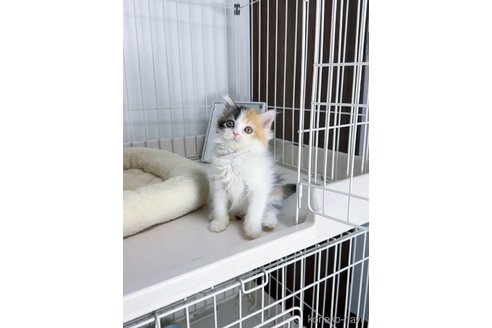 成約済の京都府のスコティッシュストレート-103761の6枚目