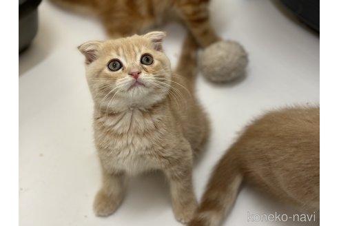 成約済の神奈川県のスコティッシュフォールド(折れ耳)-102629の5枚目