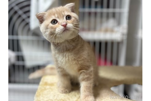 成約済の神奈川県のスコティッシュフォールド(折れ耳)-102629の4枚目