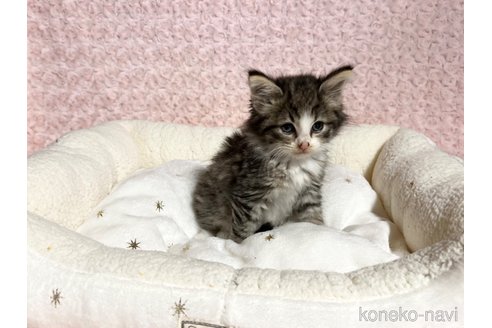 販売中の山口県のノルウェージャンフォレストキャット-102597の5枚目