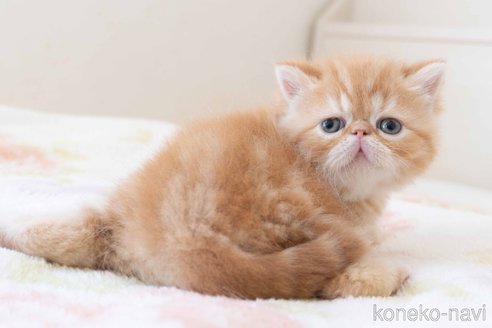 成約済の東京都のエキゾチックショートヘア-103220の2枚目