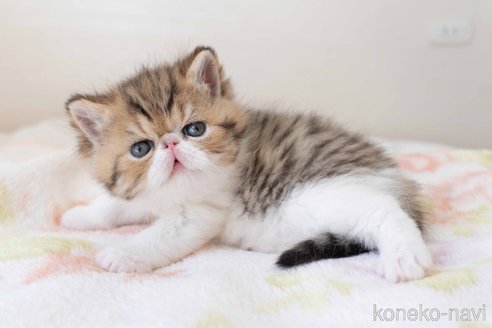 成約済の東京都のエキゾチックショートヘア-103219の16枚目