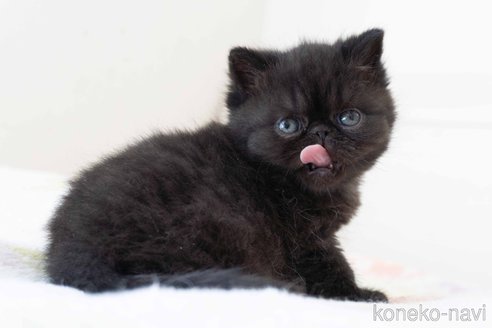 成約済の東京都のエキゾチックショートヘア-103218の2枚目