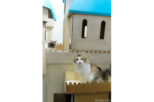 成約済の東京都のマンチカン-87785の2枚目