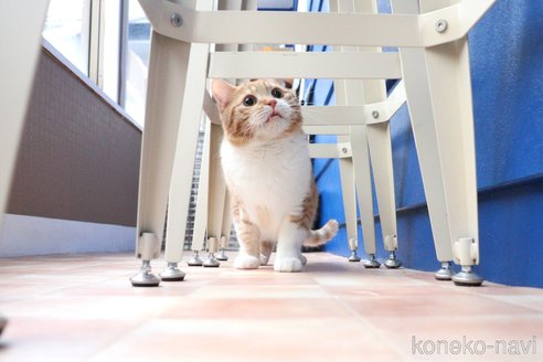 成約済の大阪府のミヌエット-86465の4枚目