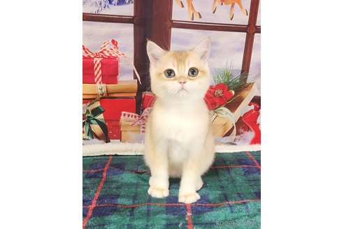 成約済の奈良県のブリティッシュショートヘア-103781の21枚目