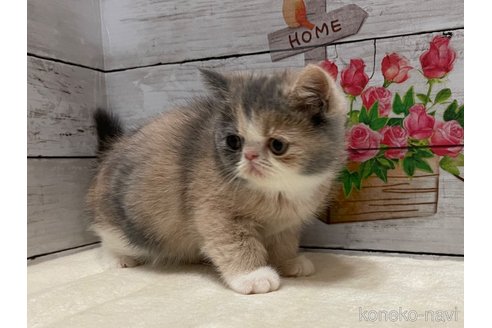 成約済の山梨県のエキゾチックショートヘア-103782の6枚目