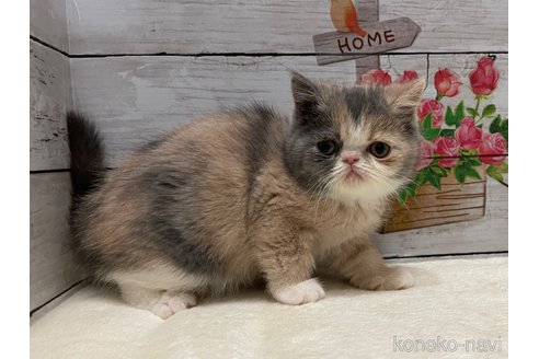 成約済の山梨県のエキゾチックショートヘア-103782の7枚目