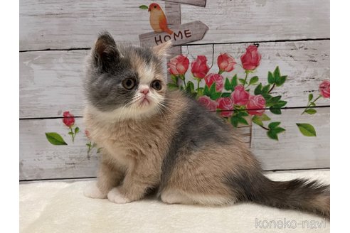 成約済の山梨県のエキゾチックショートヘア-103782の2枚目
