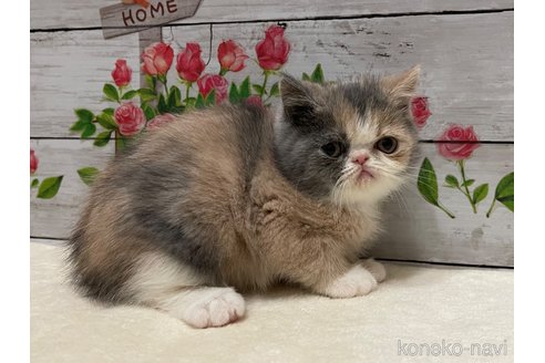 成約済の山梨県のエキゾチックショートヘア-103782の3枚目