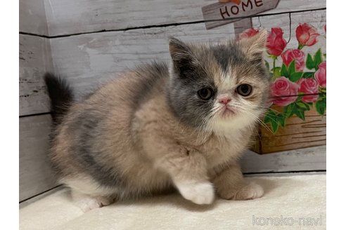 成約済の山梨県のエキゾチックショートヘア-103782の5枚目