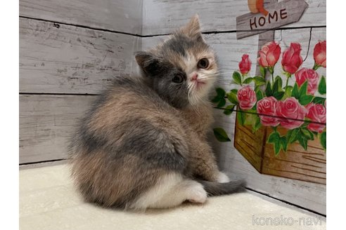 成約済の山梨県のエキゾチックショートヘア-103782の4枚目