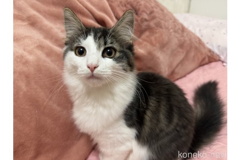成約済の千葉県のノルウェージャンフォレストキャット-92558の3枚目