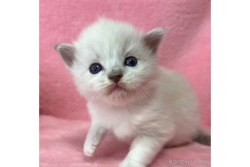 成約済の千葉県のラグドール-103797の4枚目