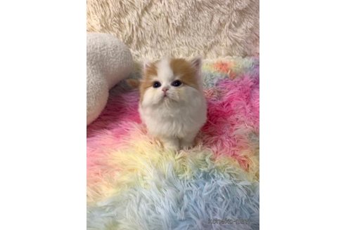成約済の大阪府のマンチカン-103805の5枚目