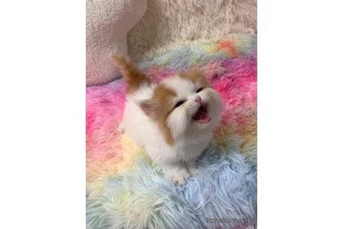 成約済の大阪府のマンチカン-103805の4枚目