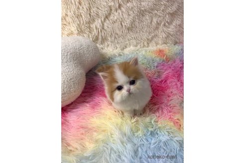 成約済の大阪府のマンチカン-103805の2枚目