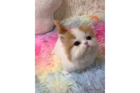 成約済の大阪府のマンチカン-103805の3枚目