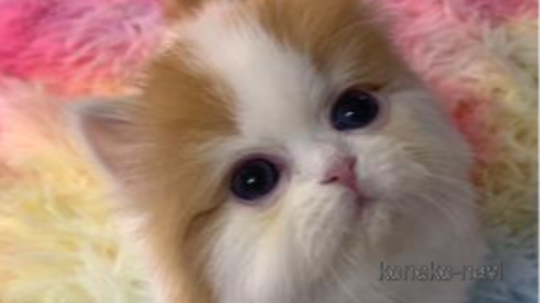 成約済の大阪府のマンチカン-103805