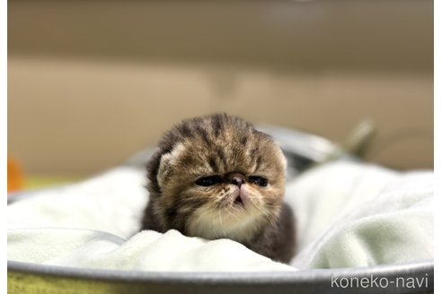 成約済の岐阜県のエキゾチックショートヘア-103806の3枚目