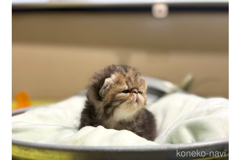 成約済の岐阜県のエキゾチックショートヘア-103806の4枚目