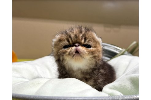 成約済の岐阜県のエキゾチックショートヘア-103806の5枚目