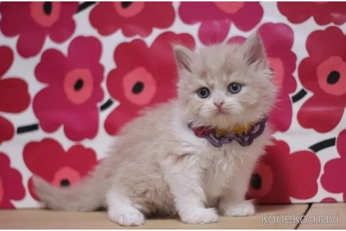 成約済の東京都のブリティッシュショートヘア-103837の5枚目