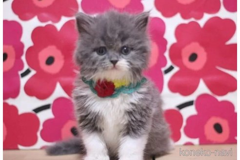 成約済の東京都のブリティッシュショートヘア-103838の3枚目