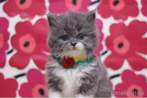 成約済の東京都のブリティッシュショートヘア-103838の2枚目