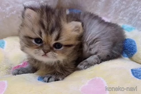 成約済の京都府のペルシャ-103842の3枚目