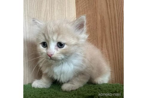 成約済の群馬県のミックス-103876の2枚目
