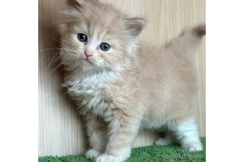 成約済の群馬県のミックス-103877の2枚目