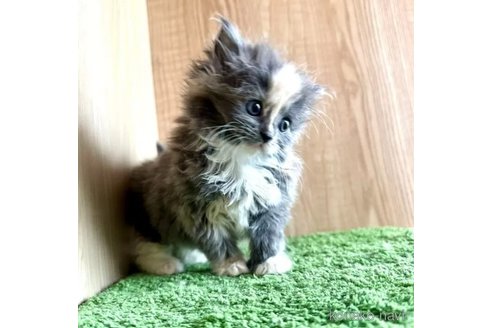 成約済の群馬県のミックス-103879の2枚目