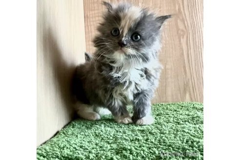 成約済の群馬県のミックス-103879の3枚目