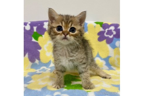 成約済の神奈川県のマンチカン-101944の4枚目