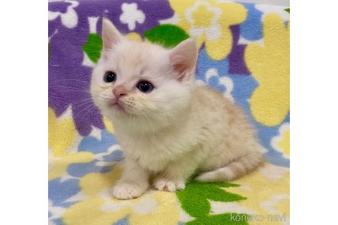 成約済の神奈川県のマンチカン-101946の4枚目