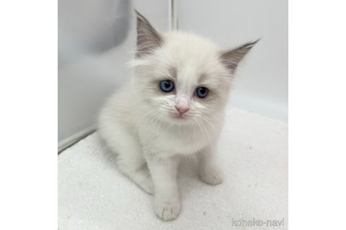 成約済の愛知県のラグドール-103890の5枚目