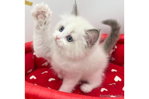 成約済の愛知県のラグドール-103890の2枚目