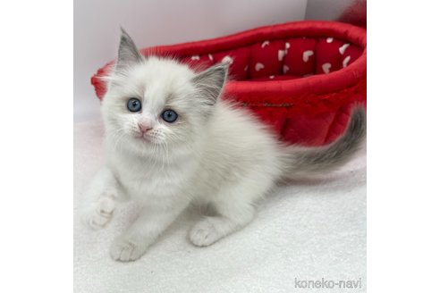 成約済の愛知県のラグドール-103890の4枚目