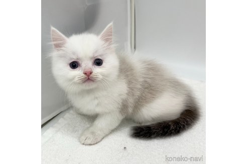 成約済の愛知県のラグドール-103891の2枚目