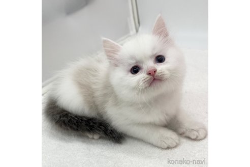 成約済の愛知県のラグドール-103891の3枚目