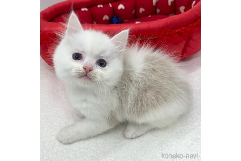 成約済の愛知県のラグドール-103891の4枚目