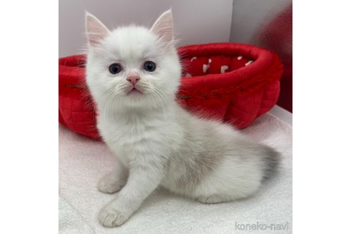 成約済の愛知県のラグドール-103891の1枚目