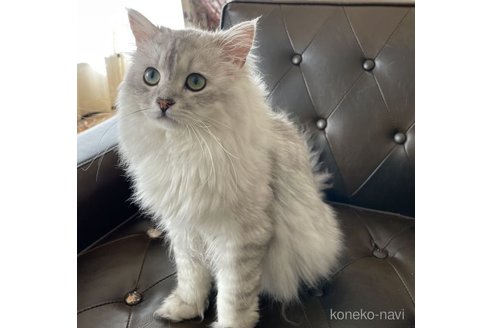 ブシュロンくん1枚目