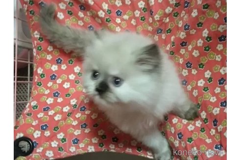 販売中の静岡県のヒマラヤン-103893の2枚目