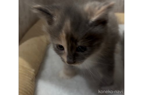 販売中の北海道のメインクーン-103898の4枚目