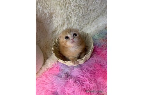 成約済の大阪府のスコティッシュフォールド(折れ耳)-103904の3枚目